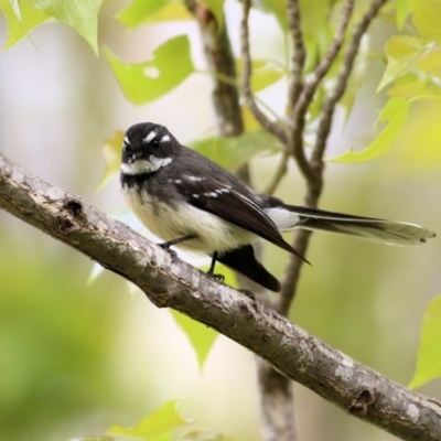 Rhipidura albiscapa (Grey Fantail) at Clyde Cameron Reserve - 23 Sep 2021 by Kyliegw