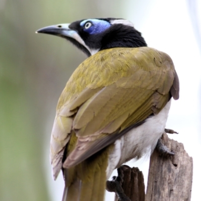 Entomyzon cyanotis (Blue-faced Honeyeater) at Wodonga - 23 Sep 2021 by Kyliegw