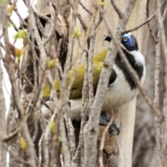 Entomyzon cyanotis at Wodonga, VIC - 23 Sep 2021 11:09 AM