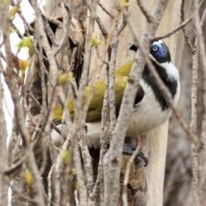 Entomyzon cyanotis at Wodonga, VIC - 23 Sep 2021