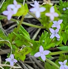 Sherardia arvensis (Field Madder) at Ginninderry Conservation Corridor - 23 Sep 2021 by trevorpreston