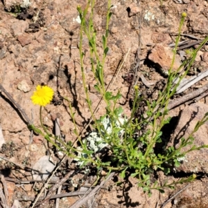 Calotis lappulacea at Holt, ACT - 23 Sep 2021 12:37 PM