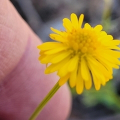 Calotis lappulacea at Holt, ACT - 23 Sep 2021