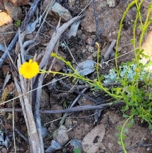 Calotis lappulacea at Holt, ACT - 23 Sep 2021