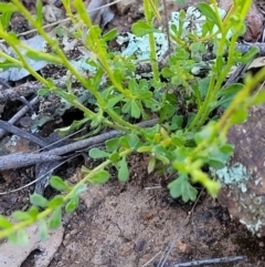 Calotis lappulacea at Holt, ACT - 23 Sep 2021 12:37 PM