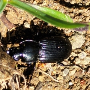 Pterostichini (tribe) at Coree, ACT - 23 Sep 2021 12:54 PM