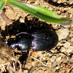 Unidentified Darkling beetle (Tenebrionidae) (TBC) at Coree, ACT - 23 Sep 2021 by tpreston