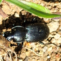 Pterostichini (tribe) at Coree, ACT - 23 Sep 2021 12:54 PM