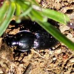 Pterostichini (tribe) at Coree, ACT - 23 Sep 2021 12:54 PM