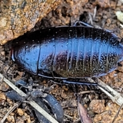 Platyzosteria melanaria (Common Eastern Litter Runner) at Coree, ACT - 23 Sep 2021 by trevorpreston