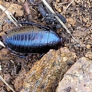 Platyzosteria melanaria at Coree, ACT - 23 Sep 2021