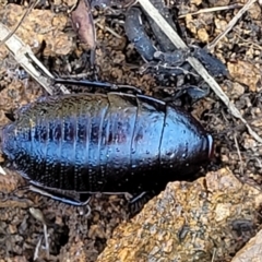 Platyzosteria melanaria at Coree, ACT - 23 Sep 2021