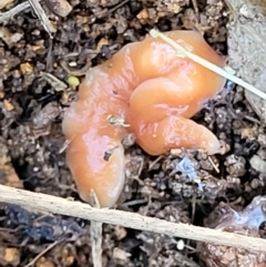 Australoplana alba (A flatworm) at Ginninderry Conservation Corridor - 23 Sep 2021 by trevorpreston