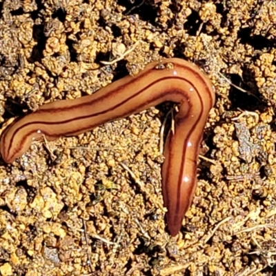 Anzoplana trilineata (A Flatworm) at Ginninderry Conservation Corridor - 23 Sep 2021 by trevorpreston