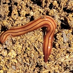 Anzoplana trilineata (A Flatworm) at Coree, ACT - 23 Sep 2021 by tpreston