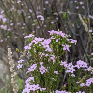 Coleonema pulchellum at Kambah, ACT - 23 Sep 2021