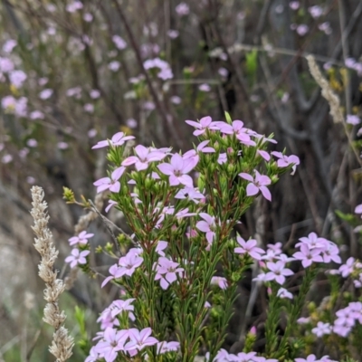 Coleonema pulchellum (Diosma) at Kambah, ACT - 23 Sep 2021 by HelenCross