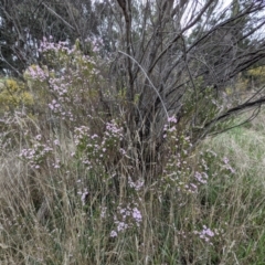 Coleonema pulchellum at Kambah, ACT - 23 Sep 2021