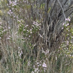 Coleonema pulchellum at Kambah, ACT - 23 Sep 2021