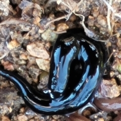 Parakontikia atrata (The Black planarian) at Ginninderry Conservation Corridor - 23 Sep 2021 by trevorpreston