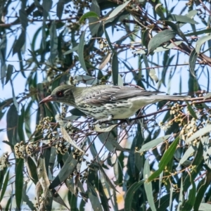 Oriolus sagittatus at Holt, ACT - 22 Sep 2021 09:36 AM