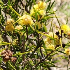 Acacia siculiformis (Dagger Wattle) at Ginninderry Conservation Corridor - 23 Sep 2021 by trevorpreston