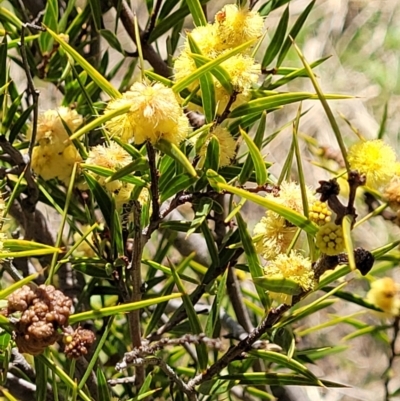 Acacia siculiformis (Dagger Wattle) at Ginninderry Conservation Corridor - 23 Sep 2021 by trevorpreston