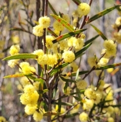 Acacia siculiformis at Coree, ACT - 23 Sep 2021 01:00 PM