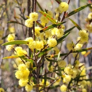 Acacia siculiformis at Coree, ACT - 23 Sep 2021