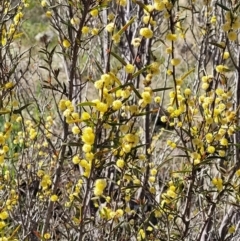 Acacia siculiformis at Coree, ACT - 23 Sep 2021 01:00 PM