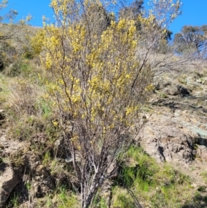 Acacia siculiformis at Coree, ACT - 23 Sep 2021 01:00 PM