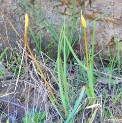 Bulbine sp. at Coree, ACT - 23 Sep 2021 by trevorpreston