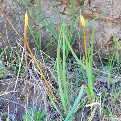 Bulbine sp. at Coree, ACT - 23 Sep 2021 by trevorpreston