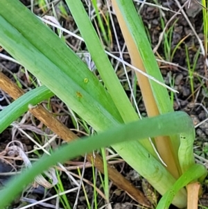 Bulbine sp. at Coree, ACT - 23 Sep 2021 01:07 PM