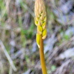 Bulbine sp. at Coree, ACT - 23 Sep 2021
