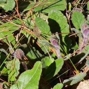 Ajuga australis at Jerrabomberra, ACT - 23 Sep 2021