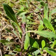 Ajuga australis at Jerrabomberra, ACT - 23 Sep 2021