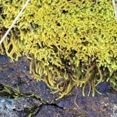 Unidentified Moss / Liverwort / Hornwort at Ginninderry Conservation Corridor - 23 Sep 2021 by trevorpreston