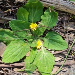 Cymbonotus sp. (preissianus or lawsonianus) (Bears Ears) at Isaacs Ridge and Nearby - 23 Sep 2021 by Mike