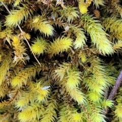 Bartramiaceae at Holt, ACT - 23 Sep 2021