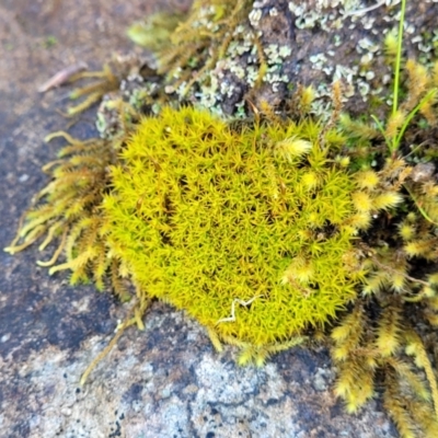 Pottiaceae (family) (A moss) at Holt, ACT - 23 Sep 2021 by trevorpreston