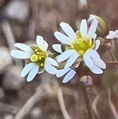 Erophila verna subsp. verna (Whitlow Grass) at Holt, ACT - 23 Sep 2021 by tpreston