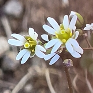 Erophila verna subsp. verna at Holt, ACT - 23 Sep 2021 01:15 PM