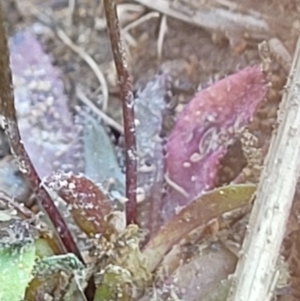 Erophila verna subsp. verna at Holt, ACT - 23 Sep 2021