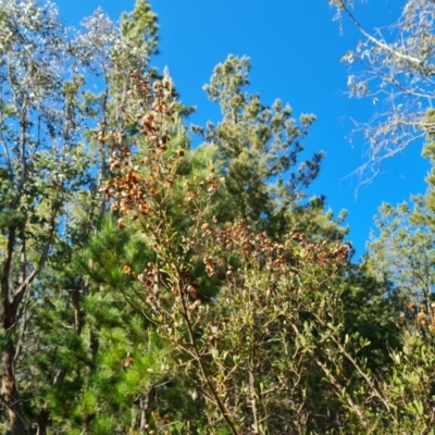 Bursaria spinosa subsp. lasiophylla (Australian Blackthorn) at Isaacs Ridge and Nearby - 23 Sep 2021 by Mike