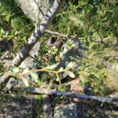 Bursaria spinosa subsp. lasiophylla at Jerrabomberra, ACT - 23 Sep 2021
