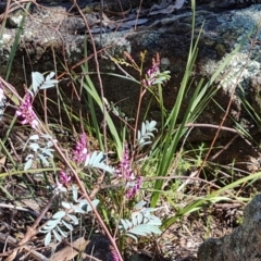 Indigofera australis subsp. australis (Australian Indigo) at Isaacs Ridge and Nearby - 23 Sep 2021 by Mike