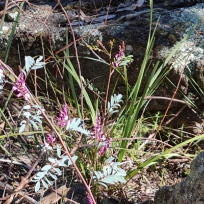Indigofera australis subsp. australis (Australian Indigo) at Jerrabomberra, ACT - 23 Sep 2021 by Mike