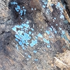 Unverified Other non-black fungi  at Holt, ACT - 23 Sep 2021 by trevorpreston