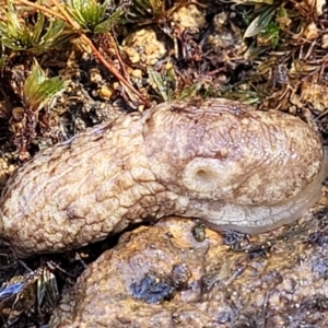 Deroceras reticulatum at Coree, ACT - 23 Sep 2021